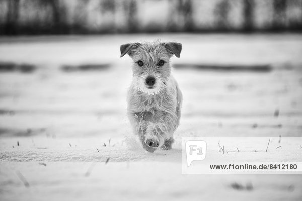 Eine junge Jack Russell Terrier Hündin im Schnee laufend  Döberitzer Heide  Wustermark  Brandenburg  Deutschland