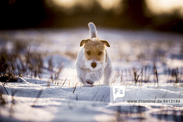 Eine junge Jack Russell Terrier Hündin geht über ein schneebedecktes Feld im Morgenlicht  Döberitzer Heide  Wustermark  Brandenburg  Deutschland