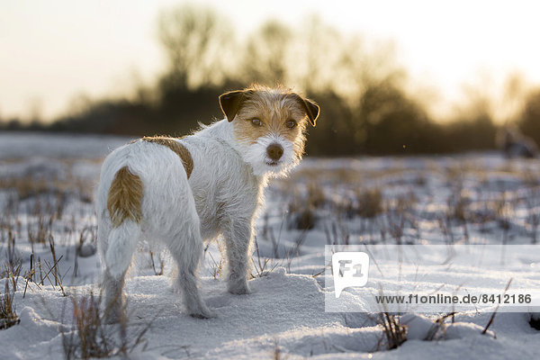 Eine junge Jack Russell Terrier Hündin steht auf einem schneebedeckten Feld im Morgenlicht  Döberitzer Heide  Wustermark  Brandenburg  Deutschland