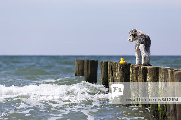 Ein Hund mit seinem Spielzeug  einer Badeente  auf einer Buhne am Strand der Ostsee  Warnemünde  Mecklenburg-Vorpommern  Deutschland