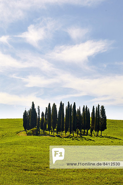 Ansammlung von Zypressen auf hügeligem Feld  Torrenieri  Toskana  Italien