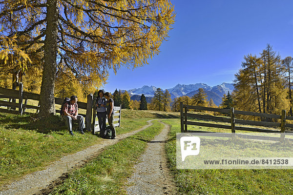 Wanderer auf den Lärchenwiesen  Obernbergtal  Tirol  Österreich