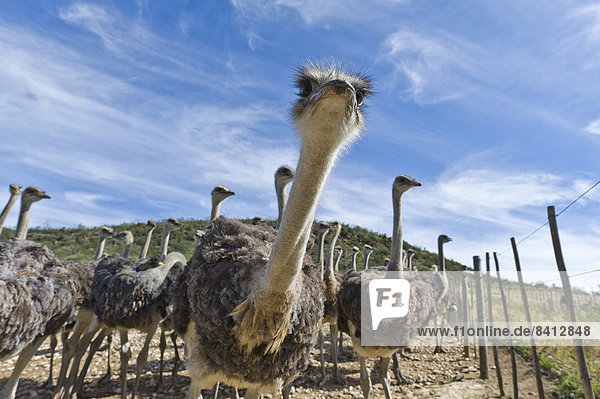 Ostriches (Struthio camelus) on a commercial ostrich farm  Oudtshoorn  Western Cape  South Africa