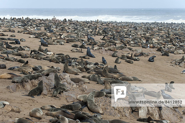 Cape Seal (Arctocephalus pusillus) colony on the beach of Cape Cross  Erongo Region  Namibia