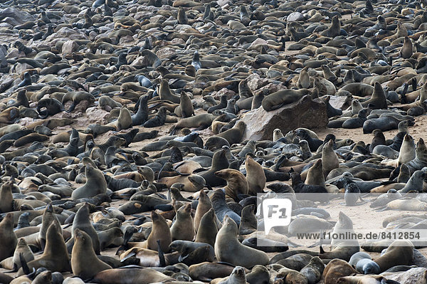 Südafrikanischer Seebär (Arctocephalus pusillus) Kolonie am Strand Kreuzkap Region Erongo Namibia