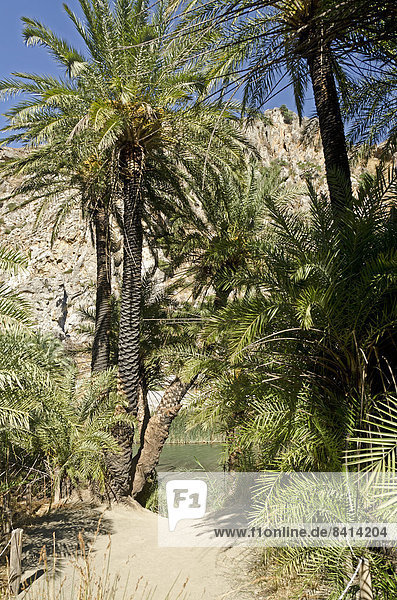 Palmenhain in der Kourtaliotiko-Schlucht  Kreta  Griechenland