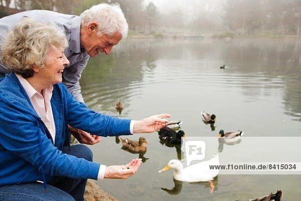 Mann und Frau füttern Enten am See