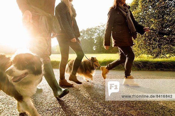 Senior couple and granddaughter walking dogs  Norfolk  UK