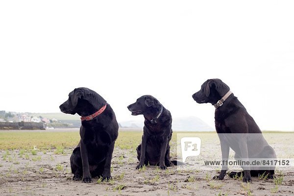 Porträt von drei schwarzen Labradoren  die in die gleiche Richtung blicken.