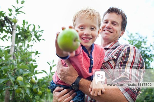 Bauer und Sohn pflücken Äpfel vom Baum im Obstgarten