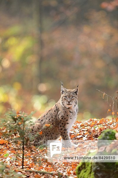 Wald Close-up Herbst Eurasien bayerisch Luchs lynx lynx