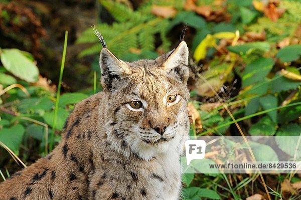 Portrait Wald Herbst Eurasien bayerisch Luchs lynx lynx