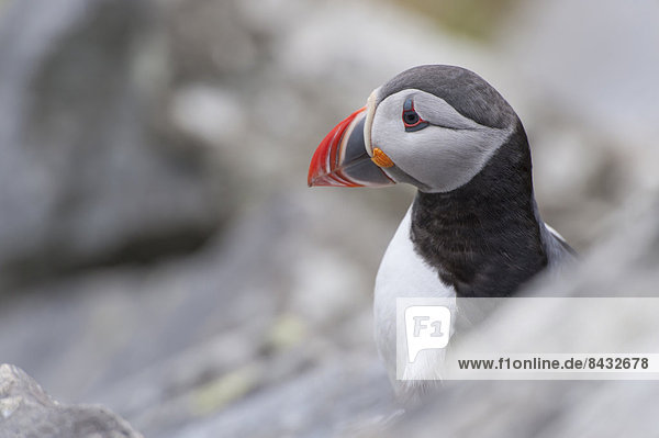 Schnabel Felsbrocken Landschaftlich schön landschaftlich reizvoll Helligkeit Wasser Papageitaucher Fratercula arctica Alkenvogel Alcidae Europa Landschaft Steilküste Küste Tier Meer Wildtier Norwegen Insel Vogel rot Tierischer Kopf Tierkopf Atlantischer Ozean Atlantik Regenpfeiferartige Watvogel Charadriiformes Nordeuropa Skandinavien