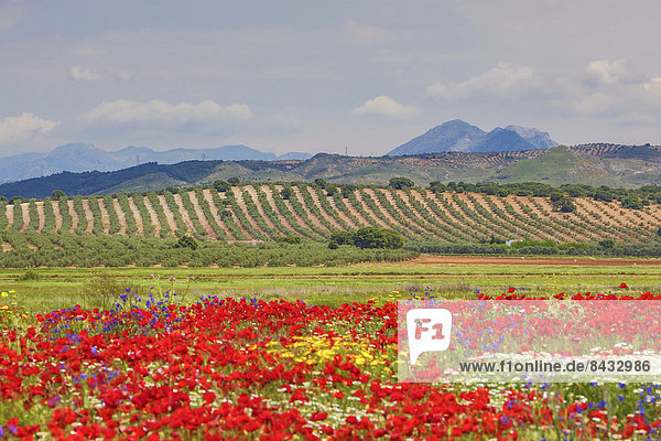 Spain  Europe  Andalucia  Region  Malaga  Province  landscape  amapolas  poppies  field  amapolas  poppies  cloud  colour  colourful  flowers  green  landscape  olive  skyline  spring  trees  wide