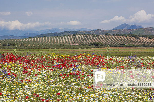 Spain  Europe  Andalucia  Region  Malaga  Province  landscape  amapolas  poppies  field  amapolas  poppies  cloud  colour  colourful  flowers  green  landscape  olive  peaceful  skyline  spring  trees  wide