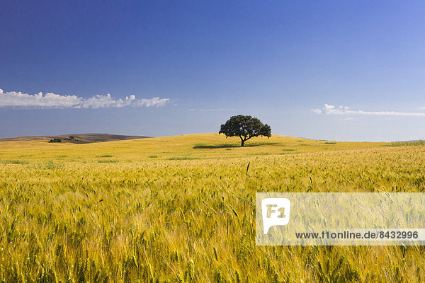 Spain  Europe  Andalucia  Region  Province  Wheat field  Cadiz  agriculture  field  landscape  spring  tree  wheat