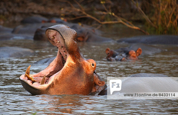 Südliches Afrika  Südafrika  Flusspferd  Hippopotamus amphibius  Tier  Fluss  Luciafest  Afrika