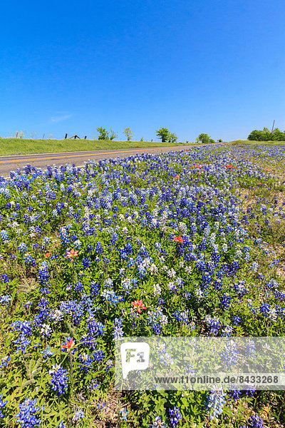 Blume  Feld  Frühling  Texas