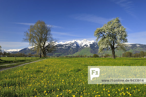 Switzerland  Europe  canton  St. Gallen  Rhine Valley  Werdenberg  spring  pear tree  Margelkopf
