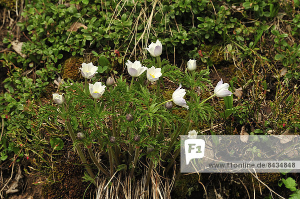 Blume Pflanze blühen Alpen Hahnenfussgewächs Kanton Graubünden Schweiz