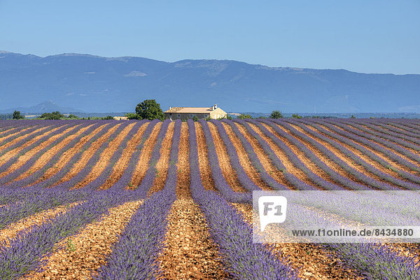 Lavendelfeld,  Valensole,  Alpes-de-Haute-Provence,  Provence - Alpes-Cote d Azur,  Frankreich,  Europa
