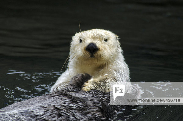 sea otter  otter  animal  water  enhyra lutris