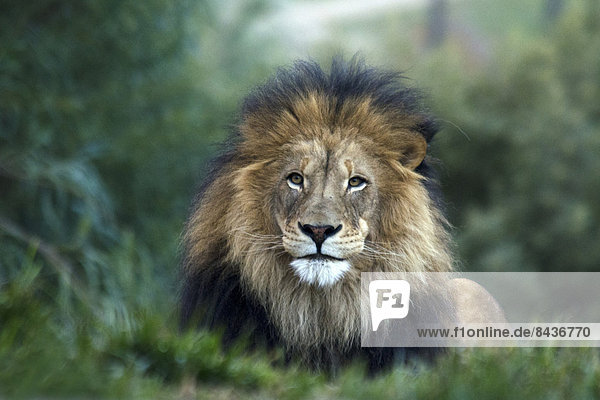 Löwe  Panthera leo  Portrait  Tier  Kopfbedeckung  Männliches Tier  Männliche Tiere  männlich