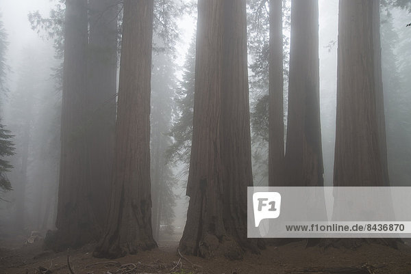 Vereinigte Staaten von Amerika  USA  Amerika  Baum  Natur  Sequoia  Kalifornien