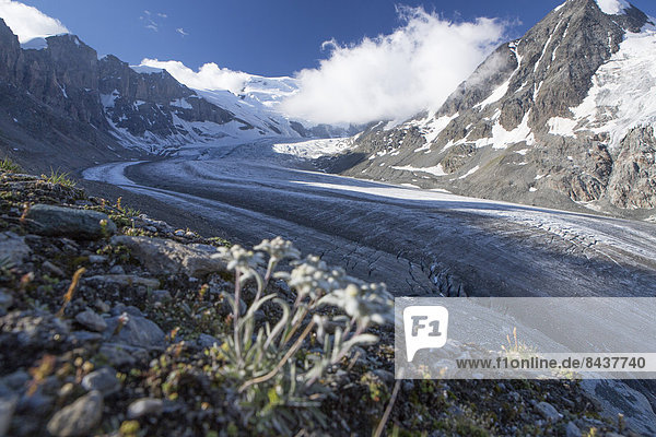 Landschaftlich schön landschaftlich reizvoll Edelweiß Leontopodium nivale Europa Berg Landschaft Eis Moräne Schweiz