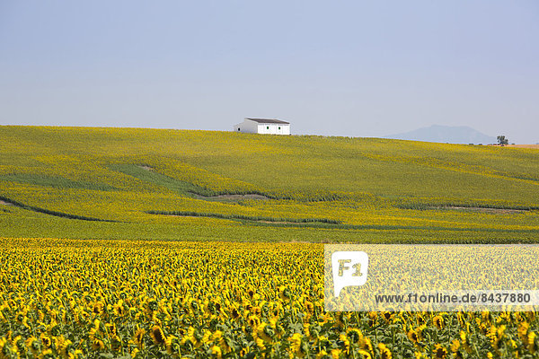 Europa Blume Wohnhaus Sommer gelb Landschaft grün Landwirtschaft Bauernhof Hof Höfe Pflanze Sonnenblume helianthus annuus Andalusien Cadiz Spanien