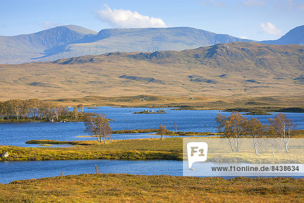 Wasser Europa Baum Großbritannien See Herbst Highlands Birke Moor Schottland
