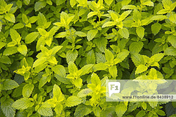 Heilpflanze,Botanischer Garten,Botanische,Europa,unterrichten,Botanik