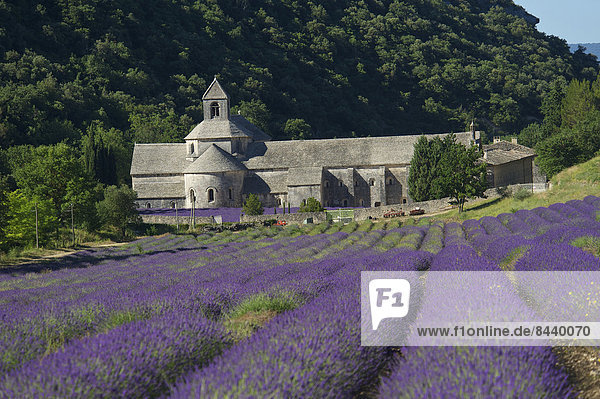 France  Europe  Provence  South of France  lavender  lavender blossom  lavender field  lavender fields  scenery  landscape  agriculture  agricultural  place of interest  outside  day  nobody  field  fields  cloister  monastery  Abbaye de Senanque  building  architecture