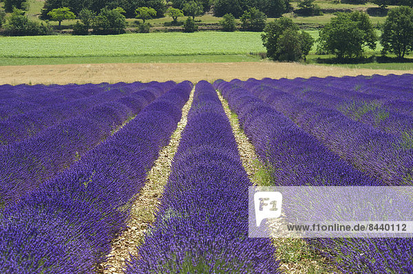France  Europe  Provence  South of France  lavender  lavender blossom  lavender field  lavender fields  scenery  landscape  agriculture  agricultural  place of interest  outside  day  nobody  field  fields  Sault