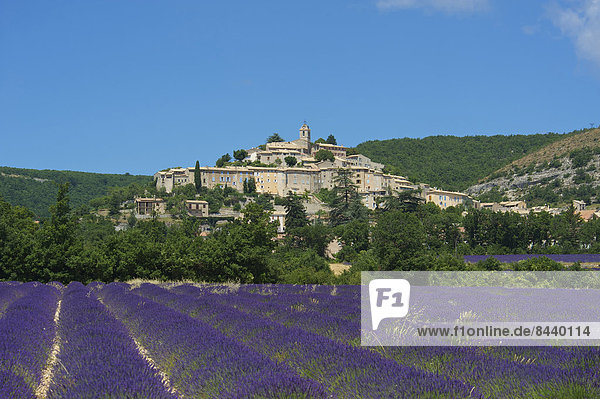 Außenaufnahme  Landschaftlich schön  landschaftlich reizvoll  Sehenswürdigkeit  Frankreich  Europa  Tag  Landschaft  Landwirtschaft  niemand  Feld  Ansicht  Provence - Alpes-Cote d Azur  Banon  Lavendel  Lavendelblüte