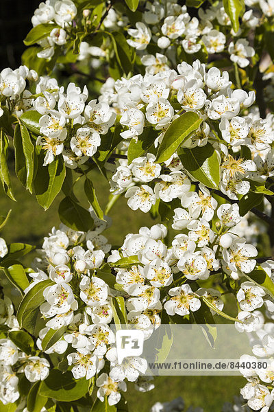 Blüte  Birne