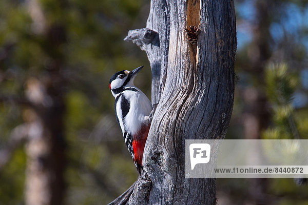 Europe  Sweden  Hamra  avian  woodpecker  great spotted woodpecker  forest