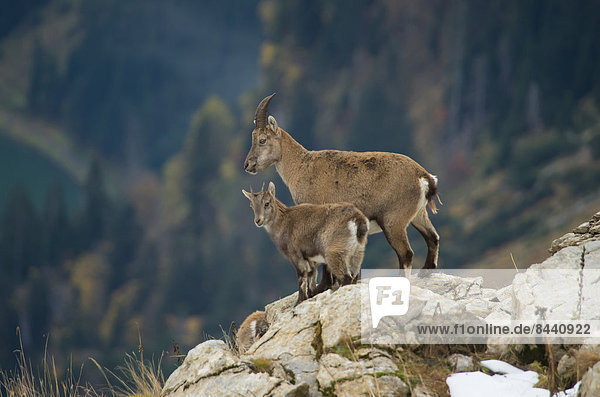 Switzerland  Europe  Churfirsten  mammal  alps animal  Artiodactyl  ruminat  pup  Capricorn  Capra ibex  beak  goatish  alps
