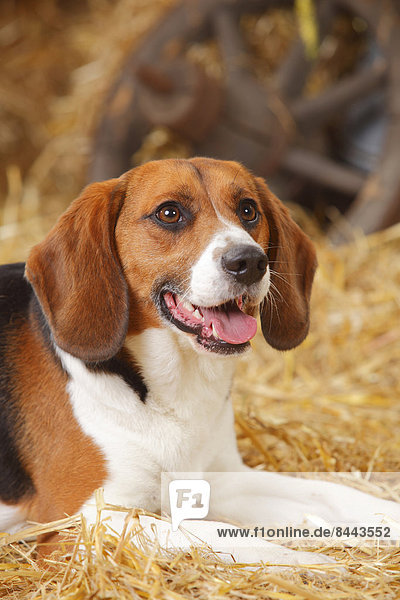Portrait of beagle  close-up