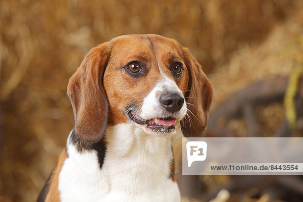 Portrait von Beagle  Nahaufnahme