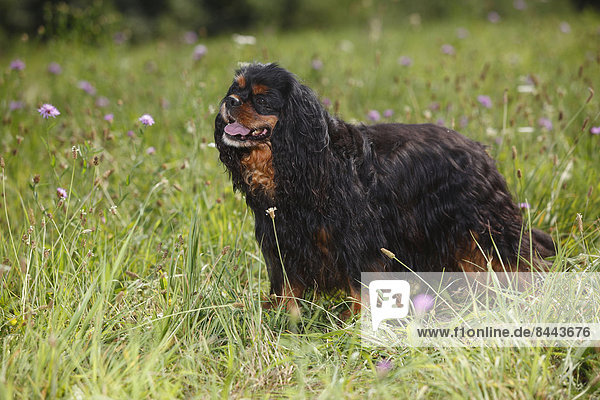 Cavalier King Charles spaniel standing in a meadow