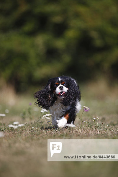 Cavalier King Charles spaniel running in a meadow