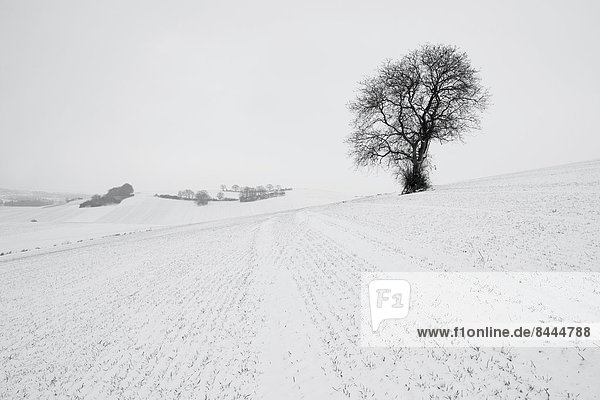 Deutschland  Rheinland-Pfalz  Neuwied  schneebedeckte Winterlandschaft mit Einzelbaum