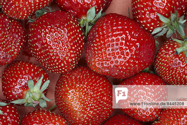 Erdbeeren  Vollrahmen
