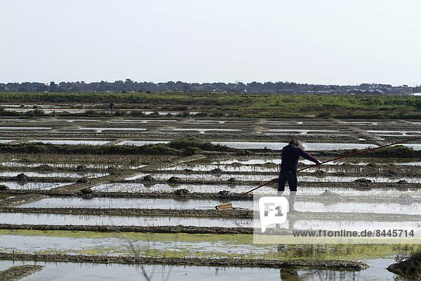 A paludier rakes natural sea salt with a las  in the protected reserve of the Guerande salterns in Brittany  France  Europe