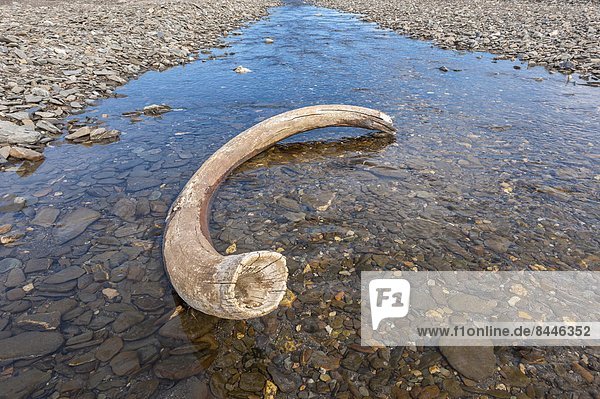 nahe  Flußbett  Zweifel  Dorf  UNESCO-Welterbe  Eurasien  Mammut  Russland  Stoßzahn