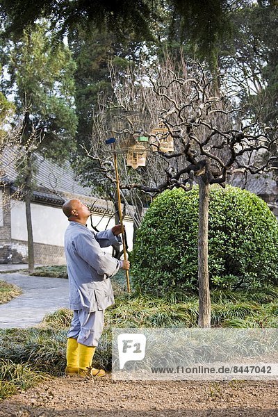 Drossel  lachen  hängen  Garten  Ast  China  Mönch  Xian