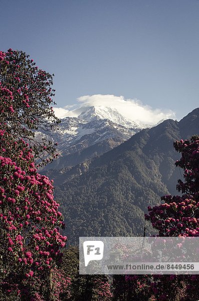 blühen  Baum  Rahmen  Himalaya  Asien  Nepal  Rhododendron