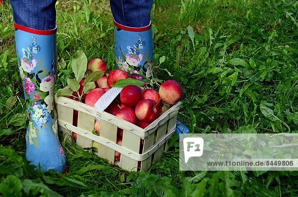 Woman in gumboots standing at basket with apples  close-up