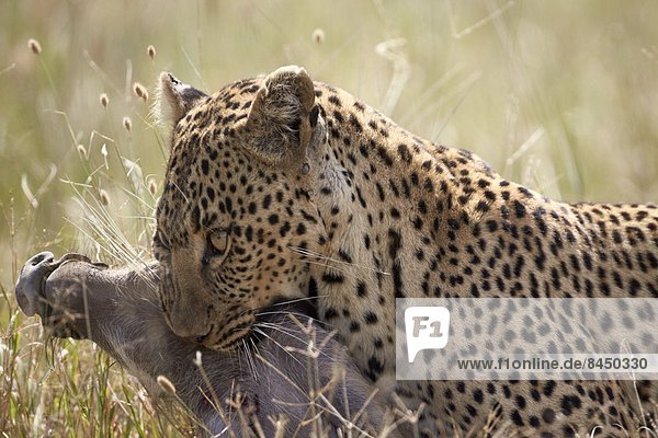 Ostafrika  Warzenschwein  Phacochoerus aethiopicus  Raubkatze  Leopard  Panthera pardus  tragen  Serengeti Nationalpark  Afrika  Tansania